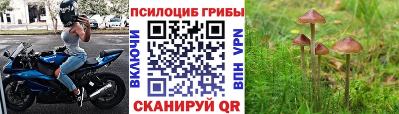 цена наркотик  Новосиль  Галлюциногенные грибы GOLDEN TEACHER 